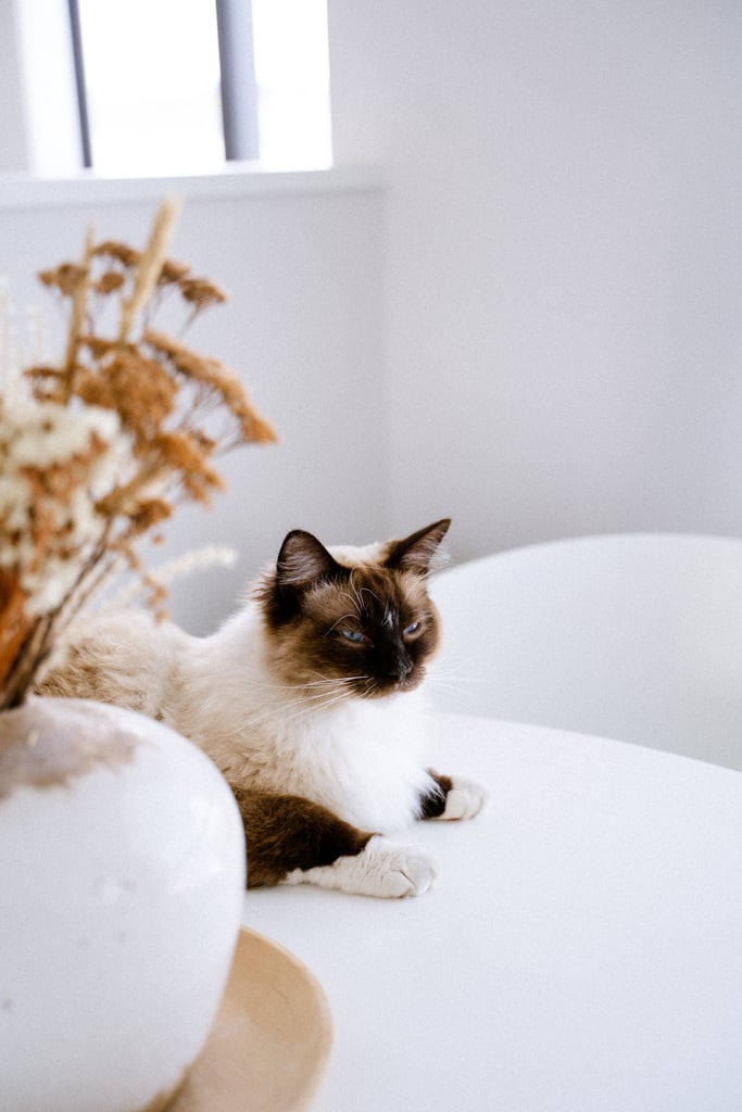 a siamese cat sitting on a table next to a vase of flowers